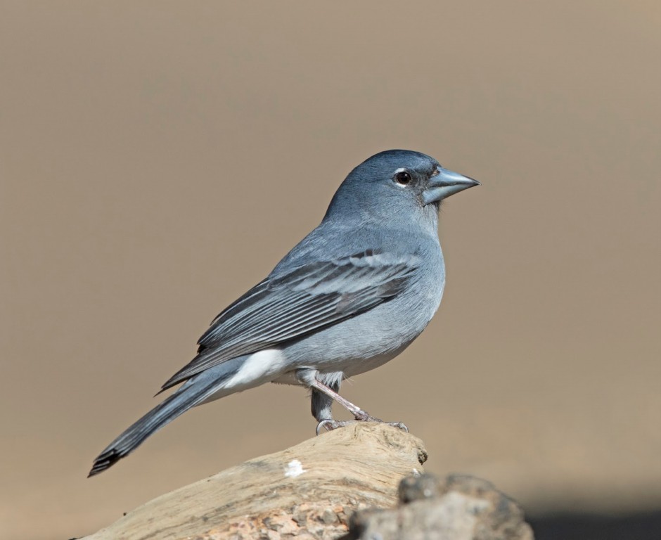 tentilhao-azul da-gran-canaria