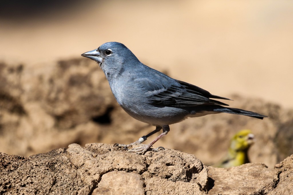 tentilhao-azul-de-tenerife