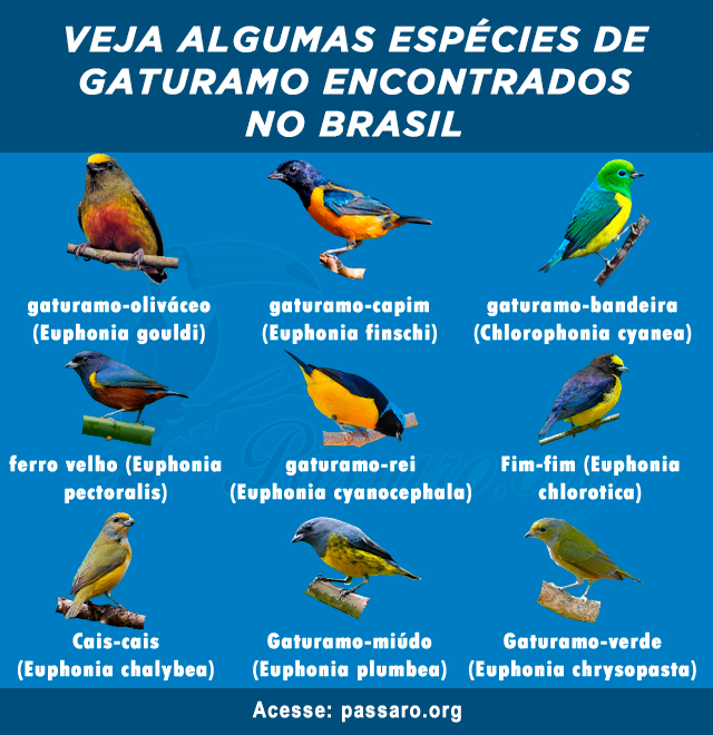 tipos de gaturamo encontrados no Brasil