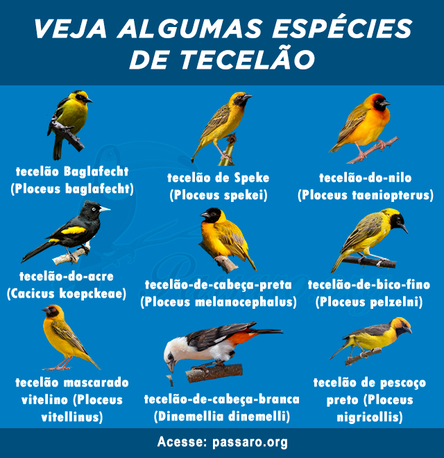 tipos de tecelao