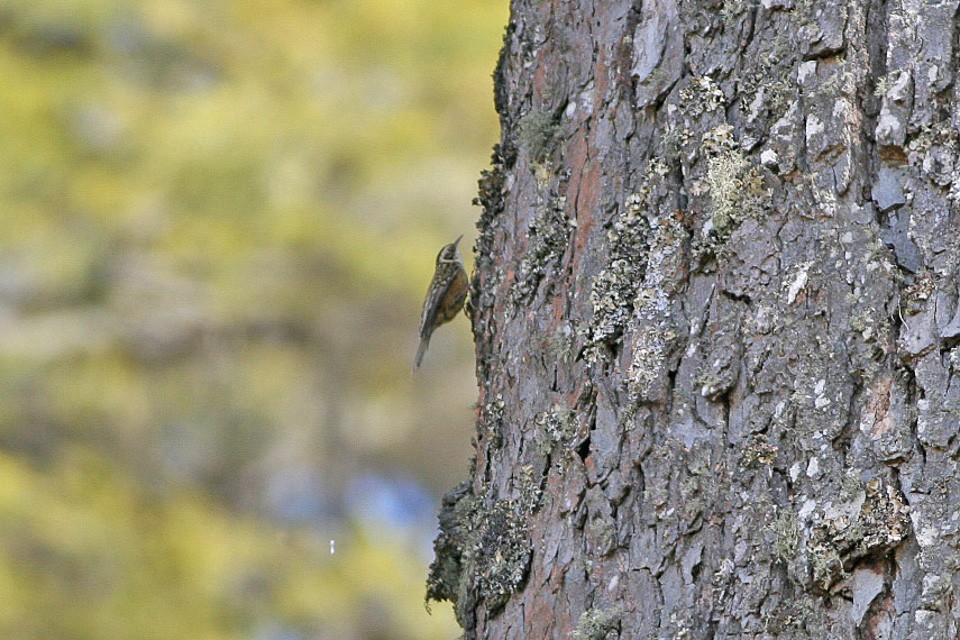 trepadeira de flanco enferrujado