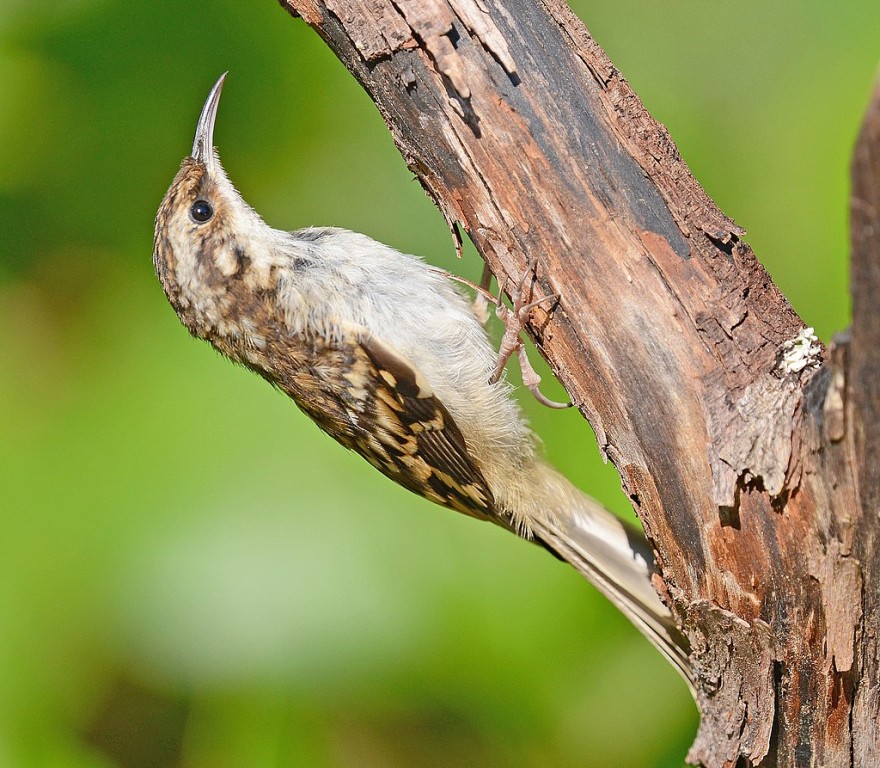 trepadeira marrom