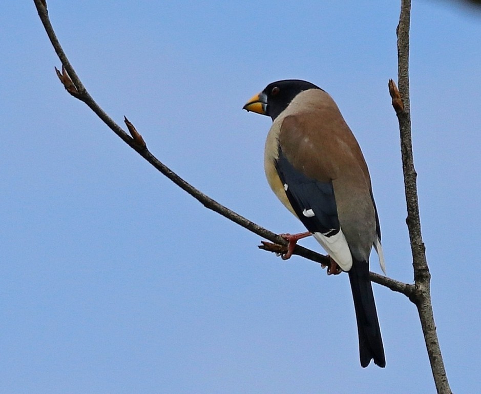 yellow-billed grosbeak