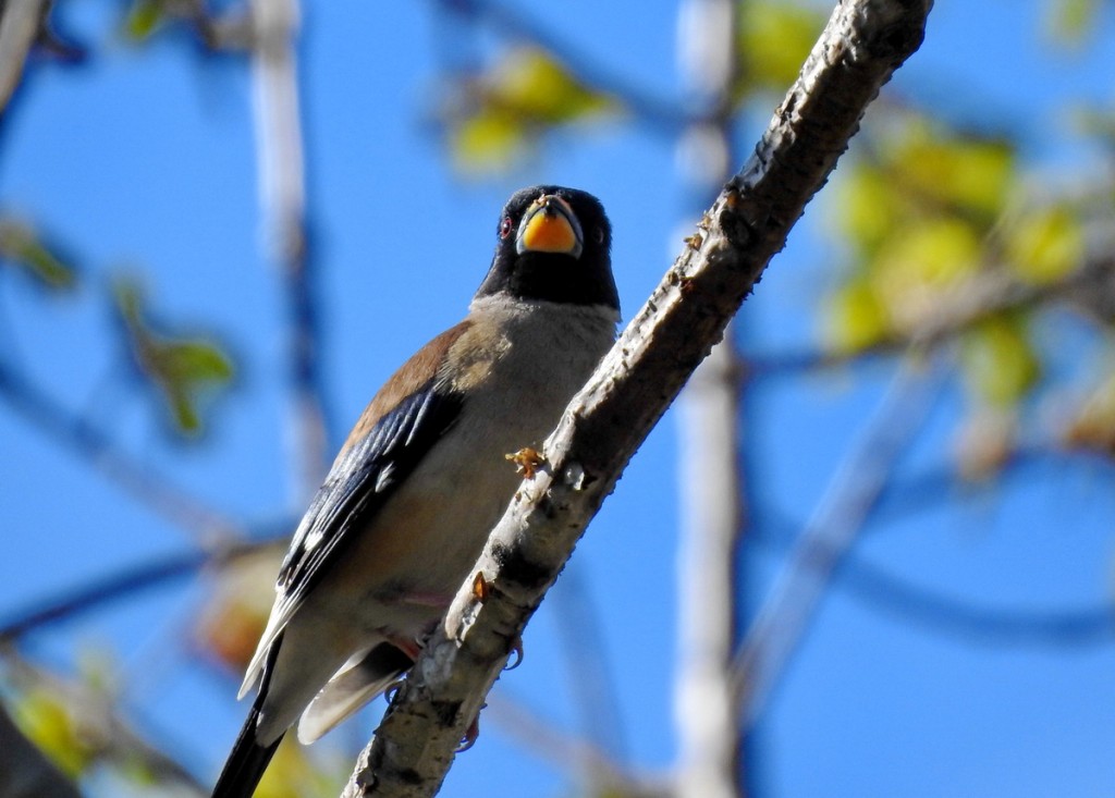 yellow-billed grosbeak 