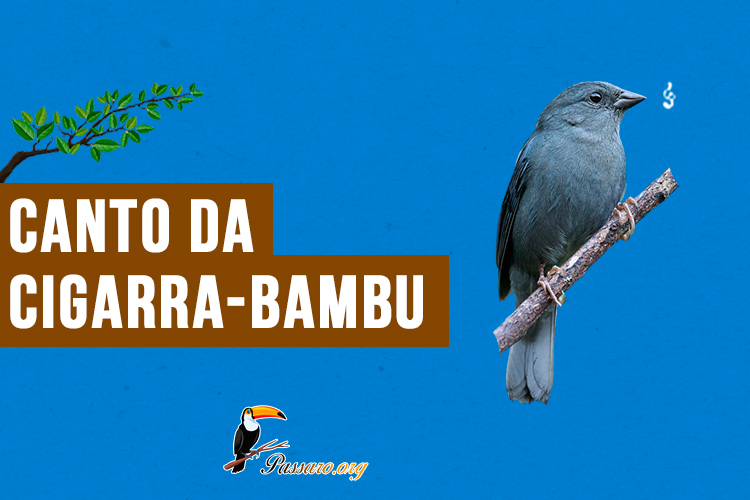 canto da cigarra-bambu