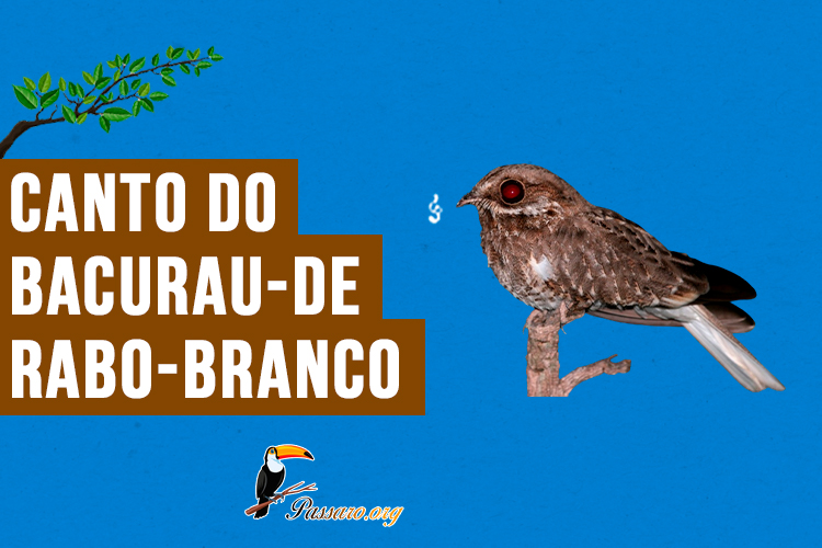 Canto do bacurau-de-rabo-branco