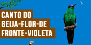 Canto do beija-flor-de-fronte-violeta