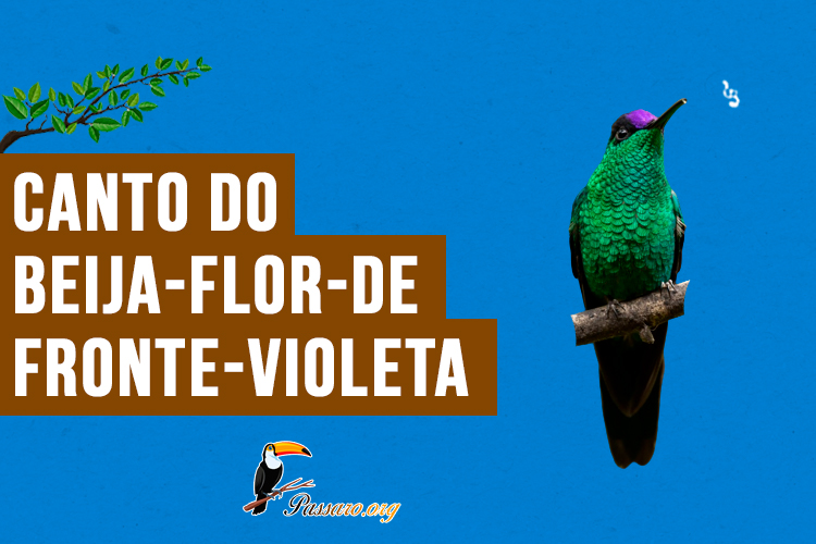 Canto do beija-flor-de-fronte-violeta