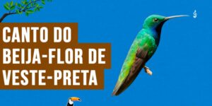 Canto do beija-flor de-veste-preta