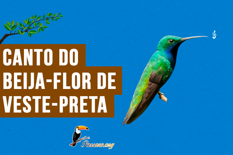 Canto do beija-flor de-veste-preta