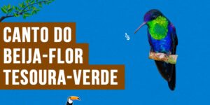 Canto do beija-flor-tesoura-verde