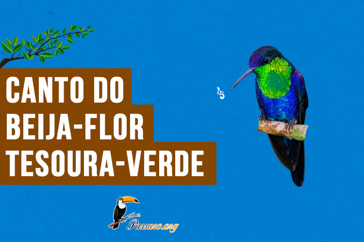 Canto do beija-flor-tesoura-verde