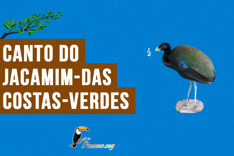 Canto do jacamim-das-costas-verdes