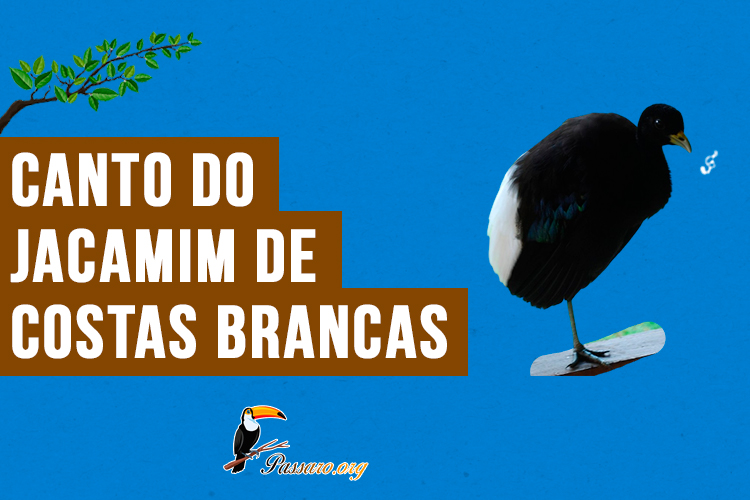 Canto do jacamim de costas brancas