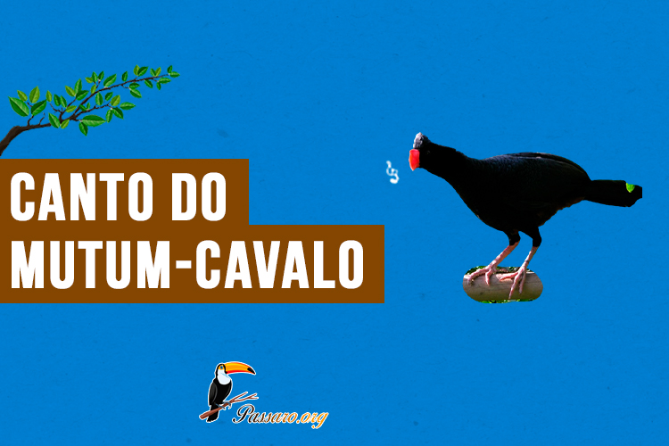 Canto do mutum-cavalo