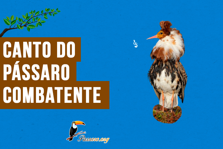 Canto do pássaro combatente