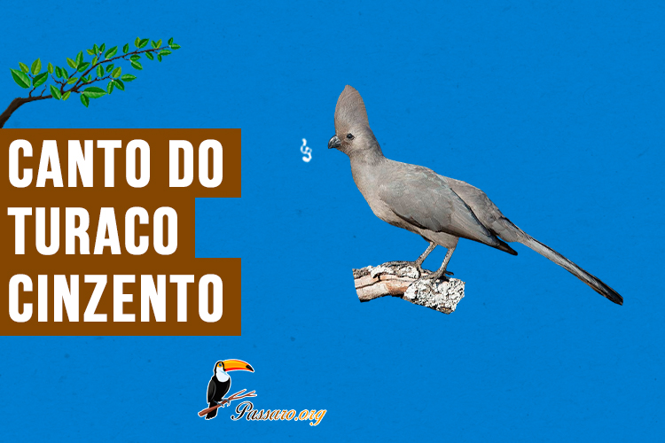 canto do turaco-cinzento