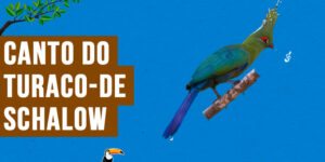 canto do turaco-de-schalow