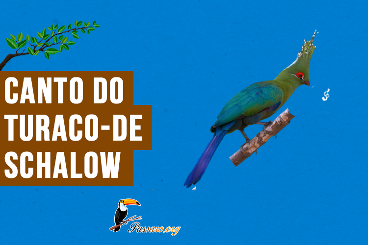 canto do turaco-de-schalow