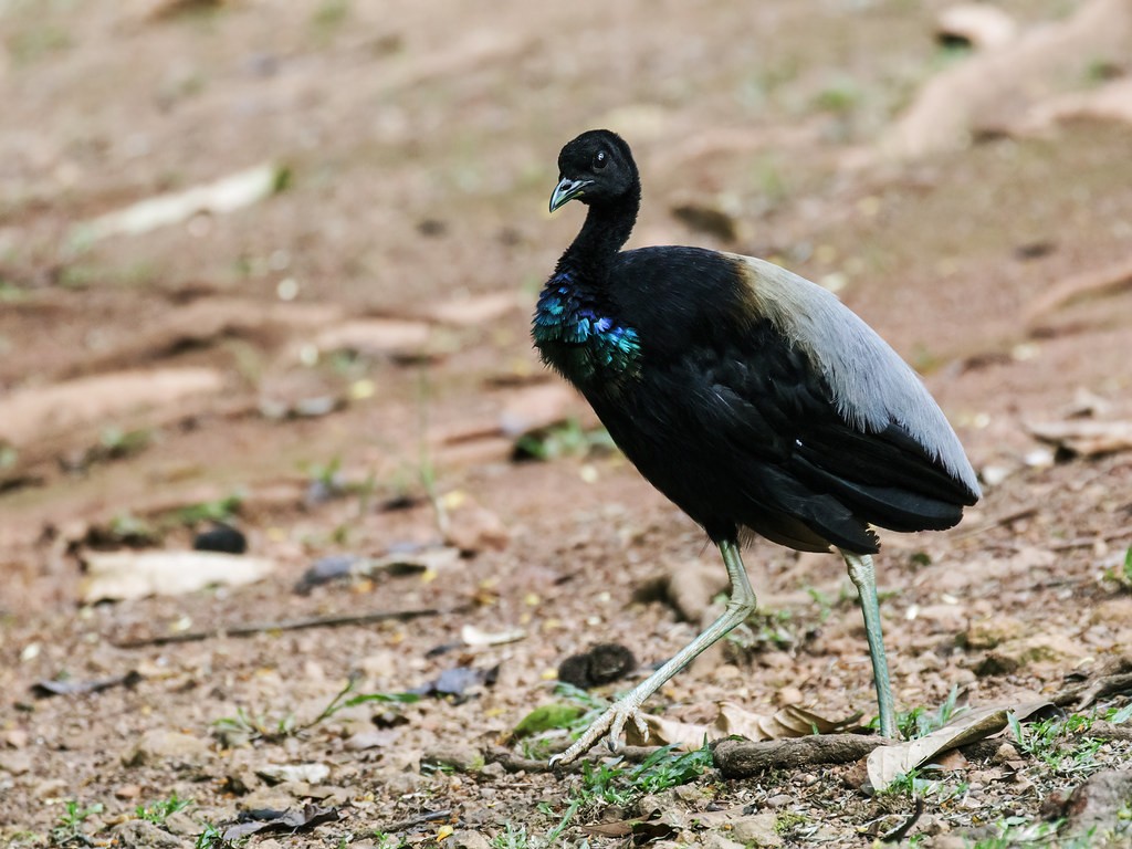 Caracteristicas do Jacamim-do-napo