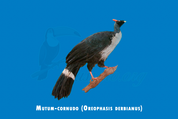 Mutum-cornudo (Oreophasis derbianus)
