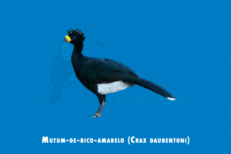 Mutum-de-bico-amarelo (Crax daubentoni)