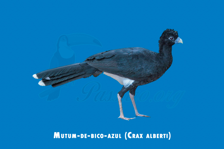 Mutum-de-bico-azul (Crax alberti)