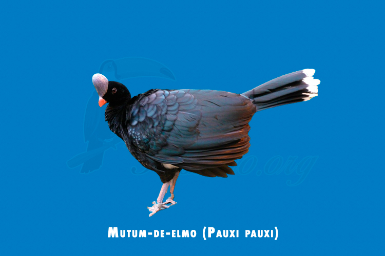 Mutum-de-elmo (Pauxi pauxi)