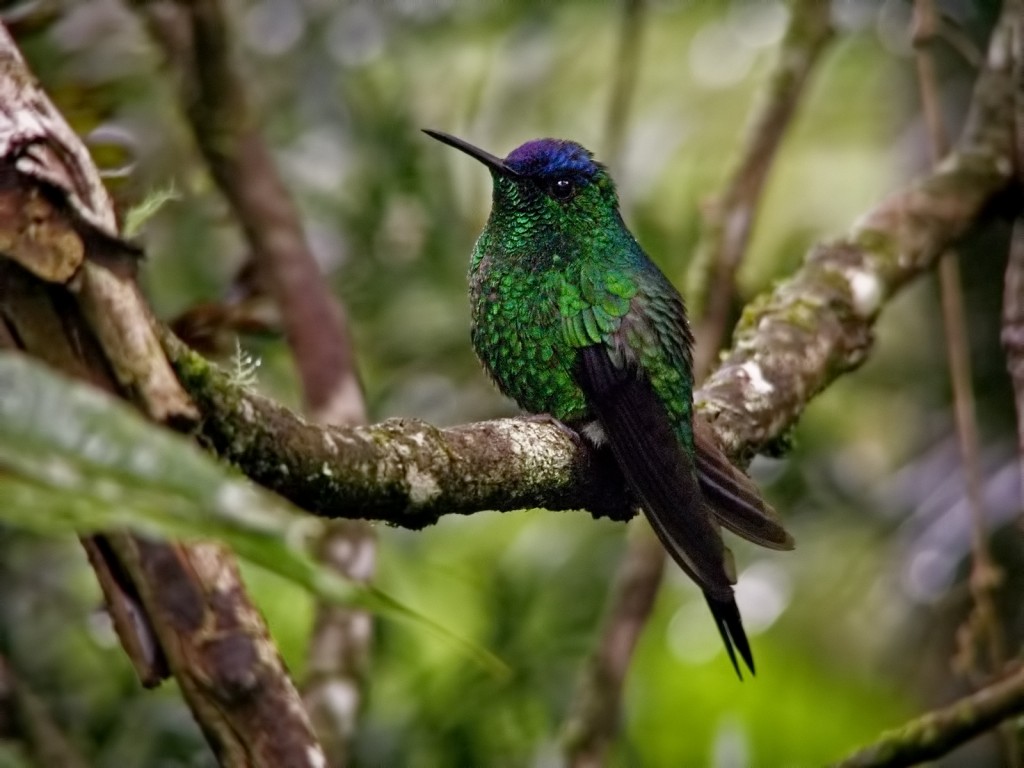 alimentacao do beija-flor-de-fronte-violeta