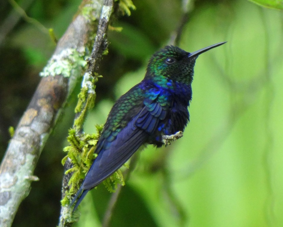 alimentacao do beija-flor-tesoura-verde