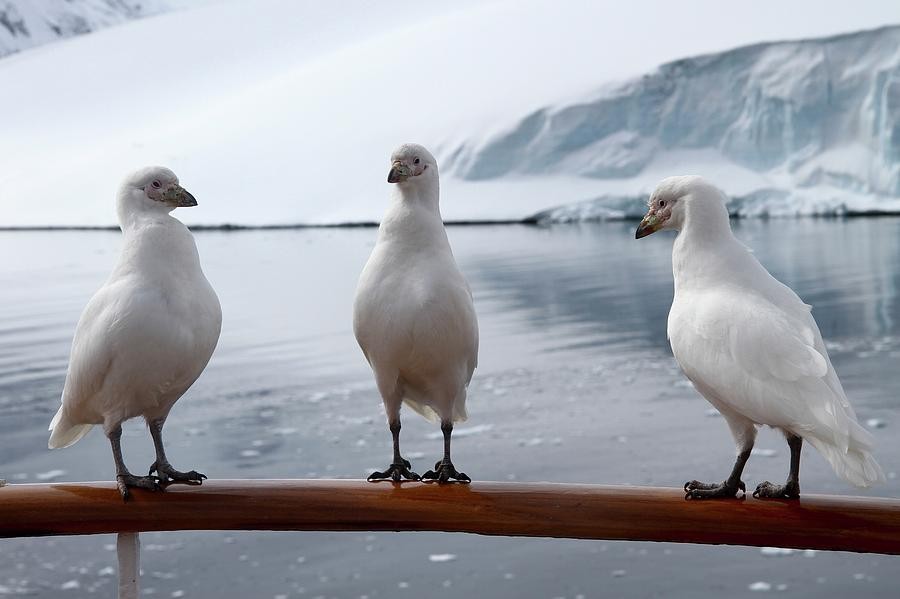 alimentacao do bico-de-bainha-antarctico