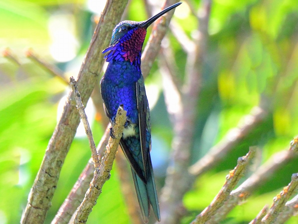 alimentacao do bico-reto-azul