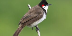 alimentacao do bulbul de bigode vermelho