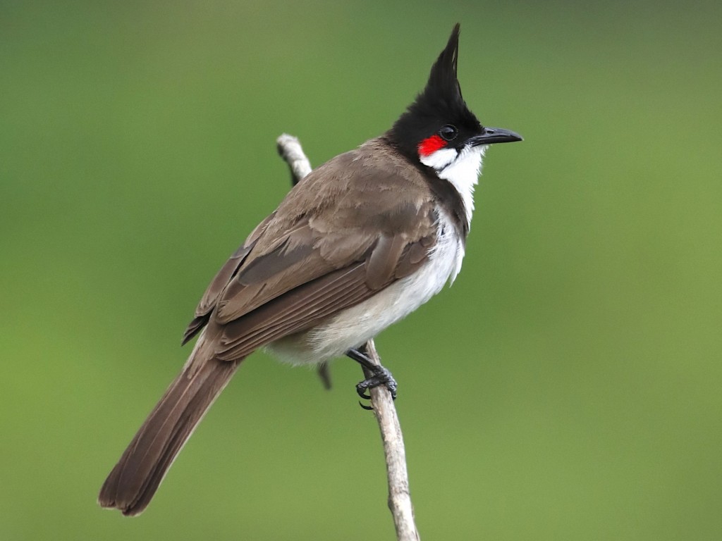 alimentacao do bulbul de bigode vermelho