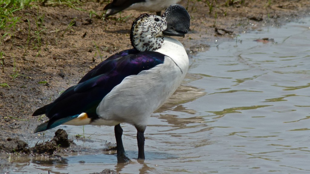 alimentacao do pato-de-crista-americano