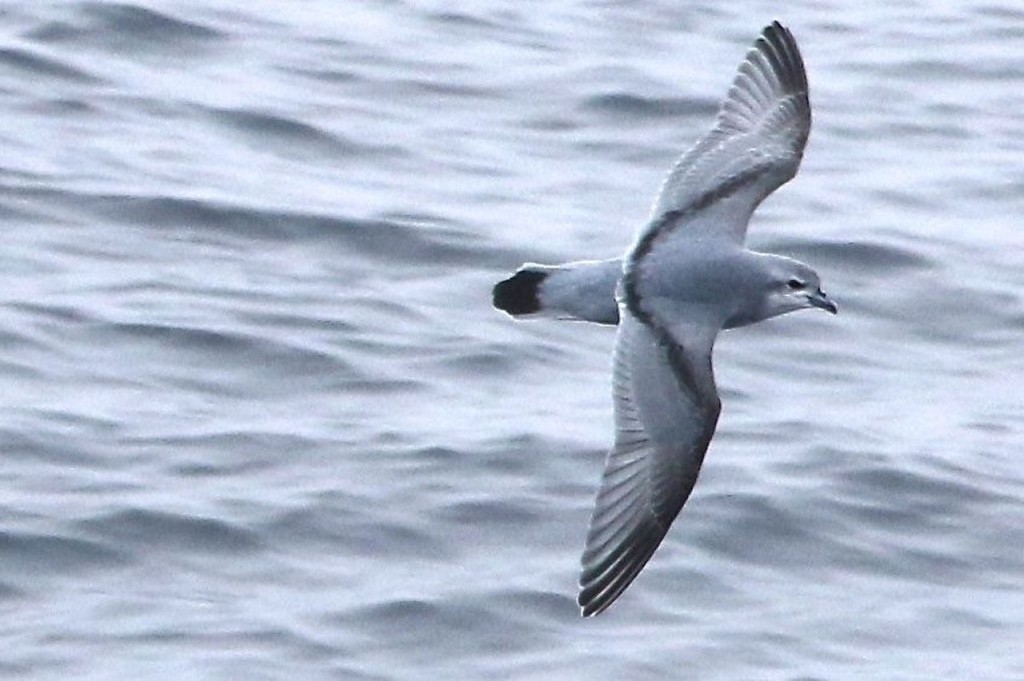 alimentacao do petrel-azul