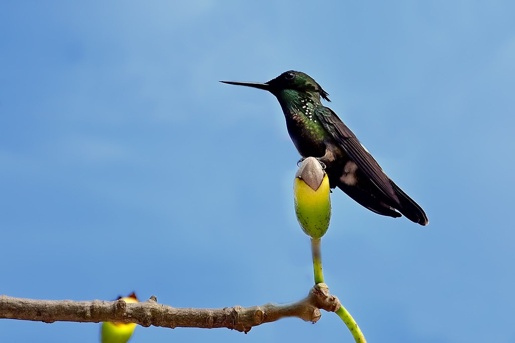 alimentacao do topetinho-verde