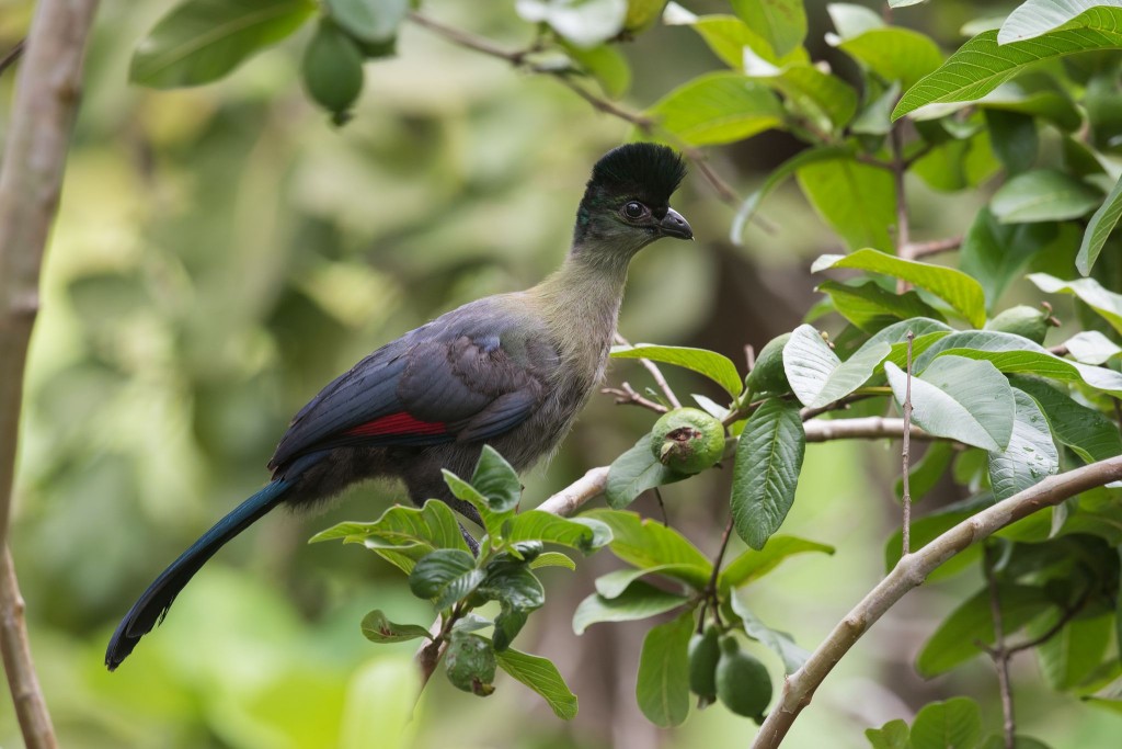 alimentacao do turaco-de-crista-violeta