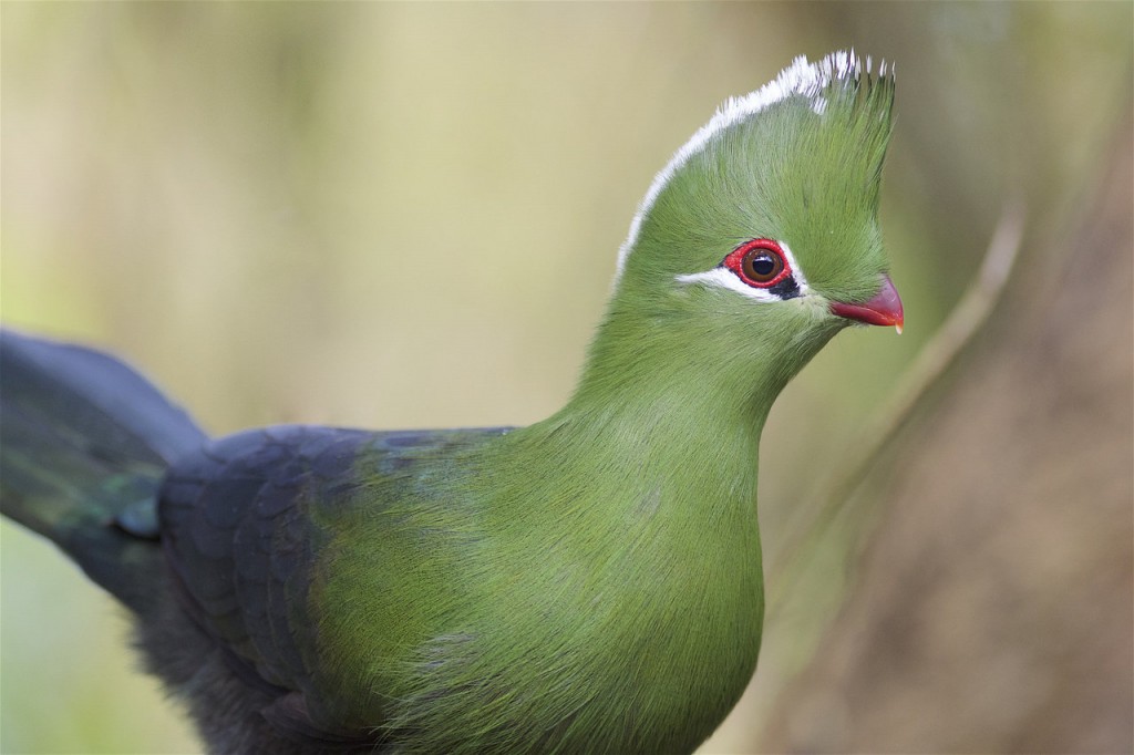 alimentacao do turaco-de-knysna