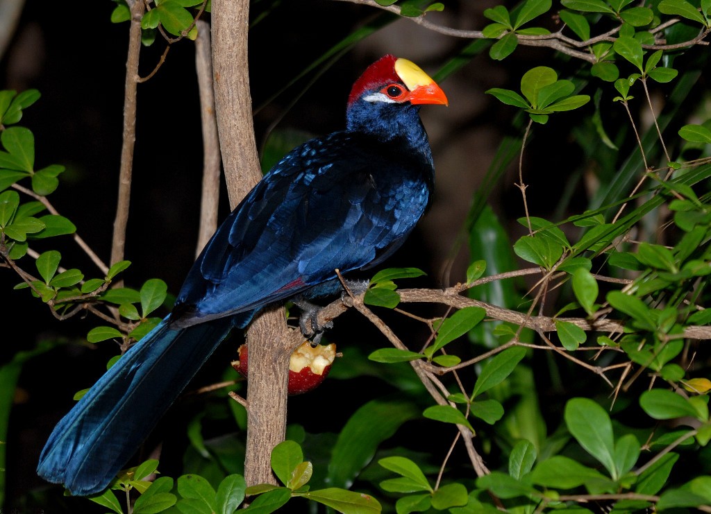 alimentacao do turaco-de-ross