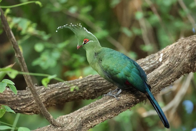 alimentacao do turaco-de-schalow