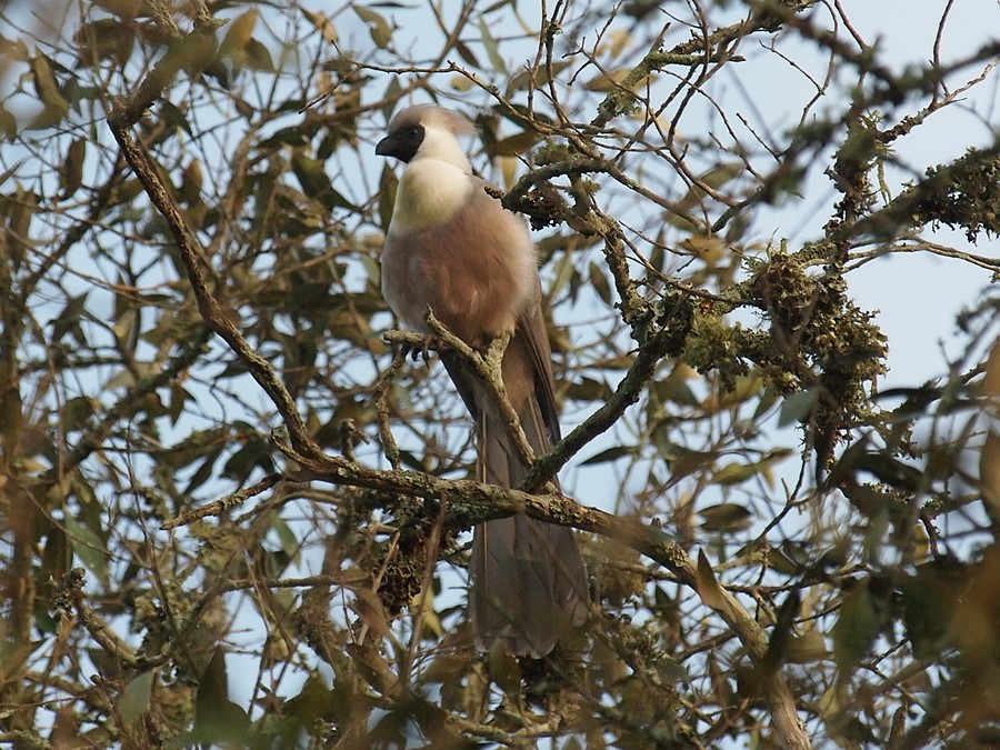 alimentacao do turaco-mascarado