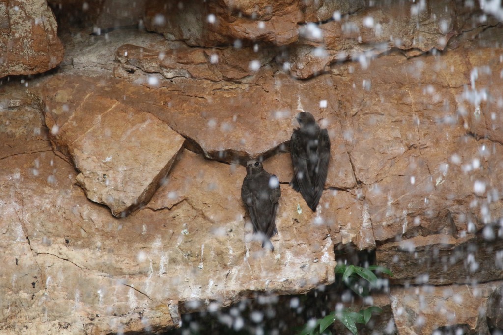 andorinhao-velho-da-cascata