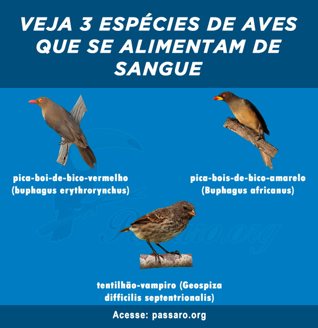 aves que se alimentam de sangue