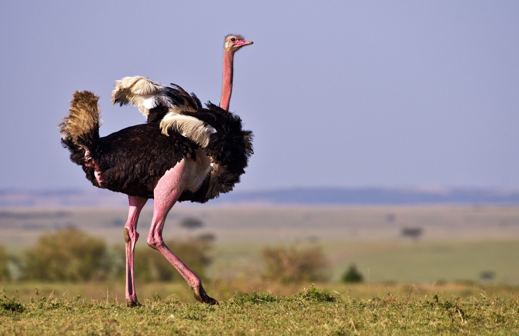 avestruz masai