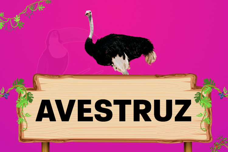 avestruz