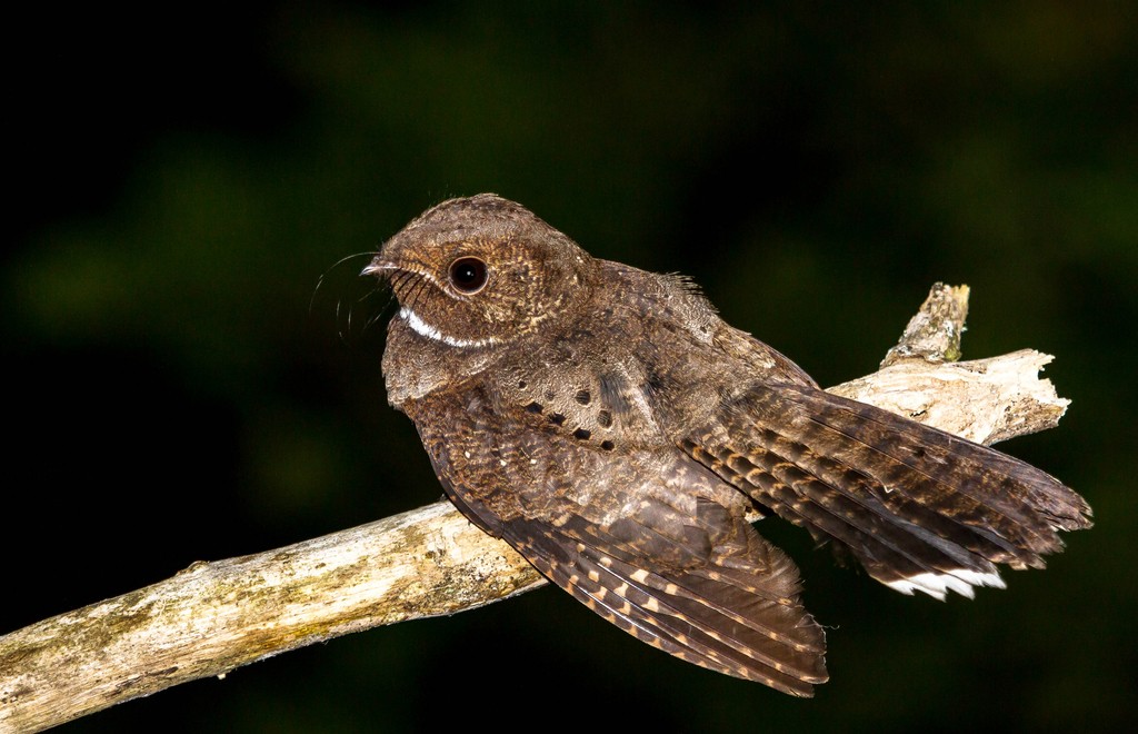 bacurau-ocelado