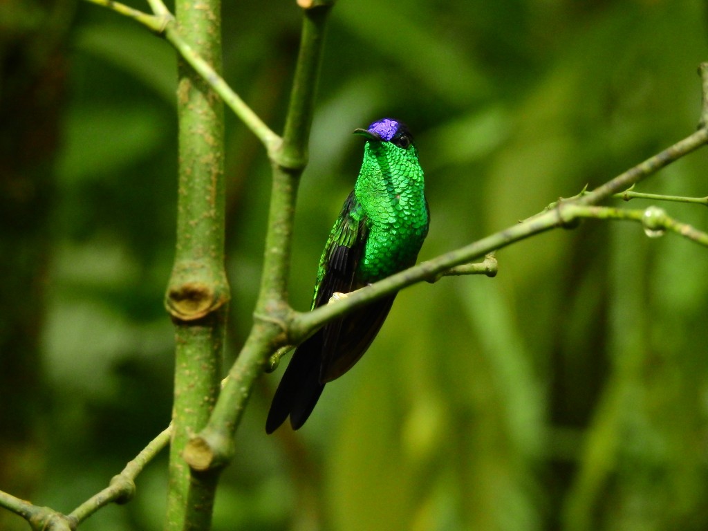 beija-flor-de-fronte-violeta