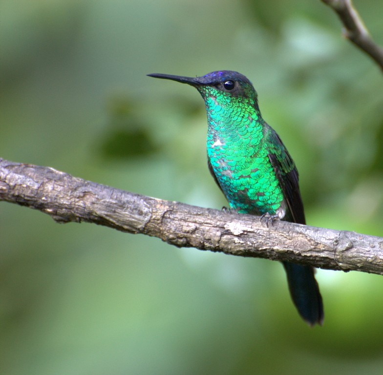 beija-flor-de-fronte-violeta