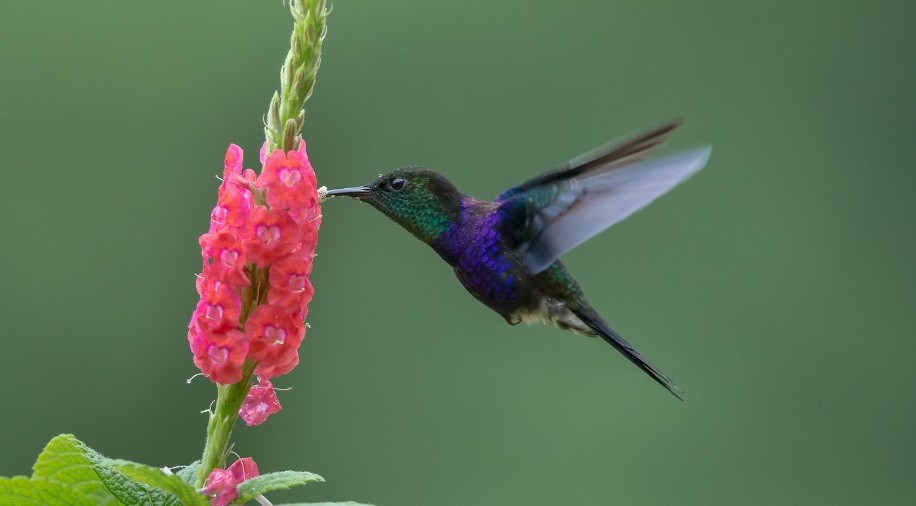 beija-flor-tesoura-verde